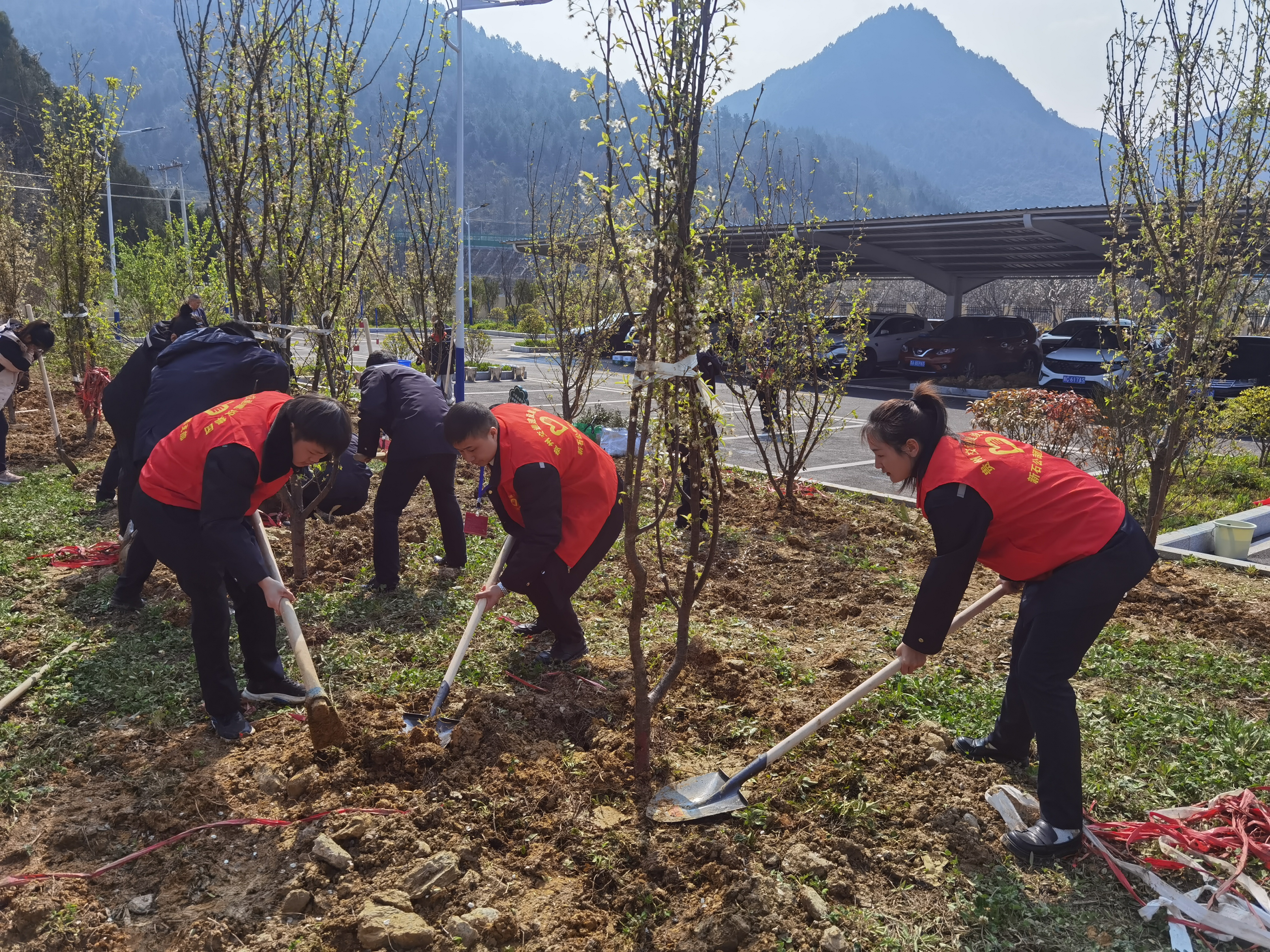 团员青年参加义务植树活动.jpg